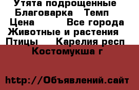 Утята подрощенные “Благоварка“,“Темп“ › Цена ­ 100 - Все города Животные и растения » Птицы   . Карелия респ.,Костомукша г.